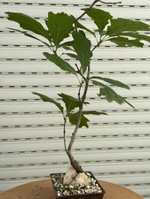Quercia roccia bonsai - su,