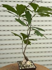 Quercia su roccia - Bonsai - Quercia Americana