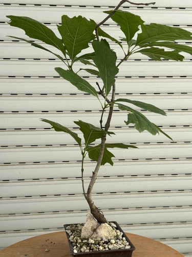 Quercia roccia bonsai - quercia,