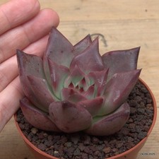 Echeveria agavoides romeo Vaso