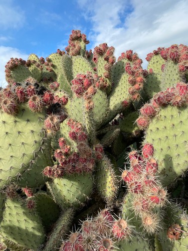 Opuntia pilifera talea - opuntia,