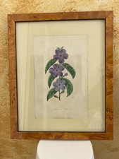 Quadro Incisione Acquerellata