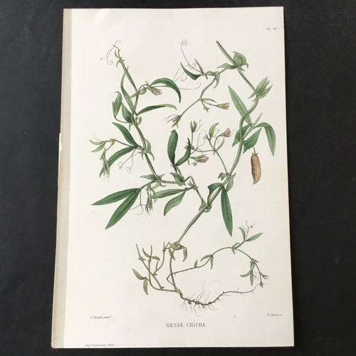 Incisione botanica xix - incisione,
