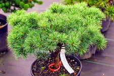 Pinus parviflora 'Catherine