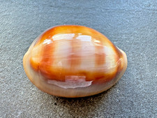 Lyncina ventriculus cypraea - ventriculus, (cypraea