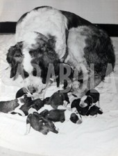 Foto vintage Animali, cuccioli