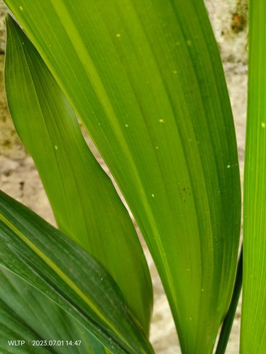 Aspidistra elatior stars - aspidistra, and