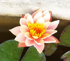 Piante grandi di ninfea varie