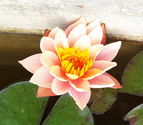 Piante grandi ninfea varie - di,