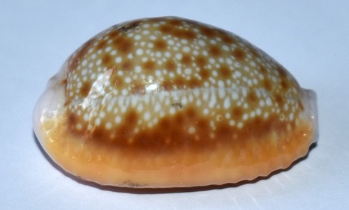 Coquillage cypraea - -,
