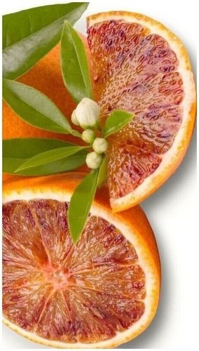 Pianta arancio sanguinello - di,