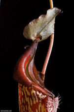 NEPENTHES MAXIMA - PIANTA CARNIVORA, 10 SEMI