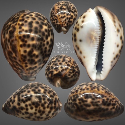 Cypraea tigris pardalis dark - pardalis,