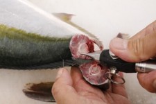 Ikejime Processo di Rimozione del Sangue Strumento di Pesca Ocean Fishing Tool ROSSO