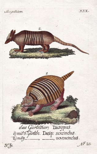 Incisione animali - incisione, di