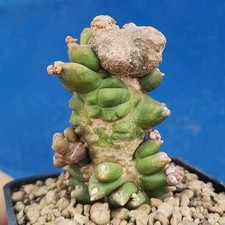 Gymnocalycium CV. Kikko