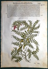 Stampa antica MATTIOLI MATTHIOLI erbario APHACA botanica 1585 Antique print