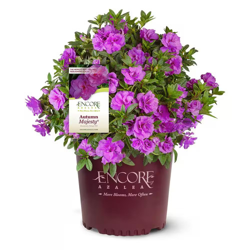 Gal autumn majesty azalea - majesty,
