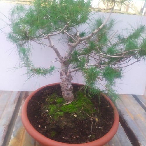 Bonsai pino aleppo o - di, d'aleppo