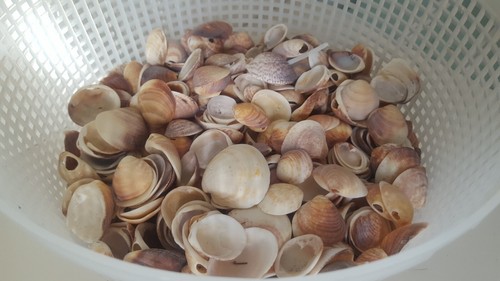 Lotto grande conchiglie - lotto,