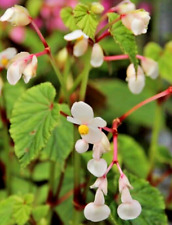 BEGONIA grandis "Evansiana" -