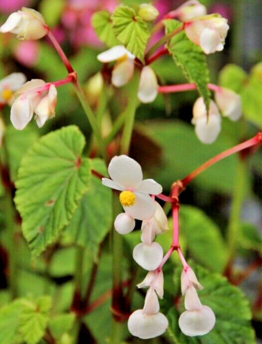 Begonia grandis evansiana - grandis,
