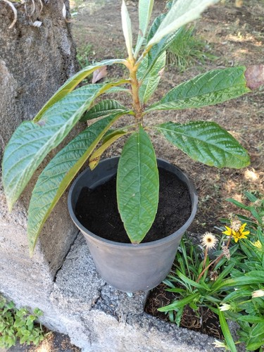 Nespolo pianta frutta - pianta, 3