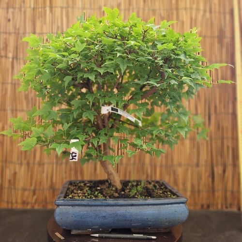 Bonsai acero bergerianum h - acero,