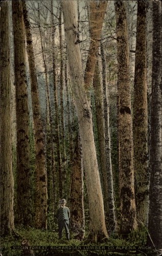 Virgin forest richardsen - forest,