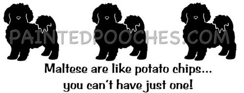 Patatine maltipoo dog maltese - patatine,