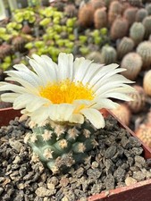 Pediocactus peeblesiana ssp