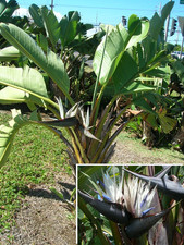 Strelitzia nicolai, White Bird