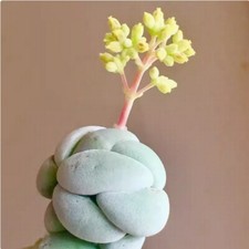 Pianta succulenta 3 cm