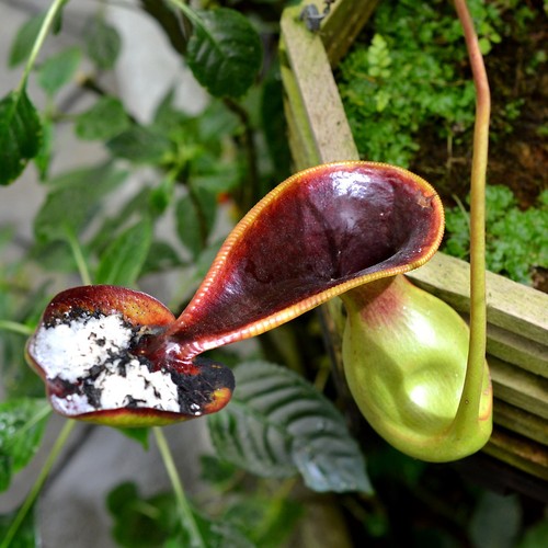 Pianta brocca nepenthes - pianta,