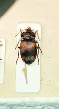 Carabidae, Panageini, Panageus, Togo RARO! 