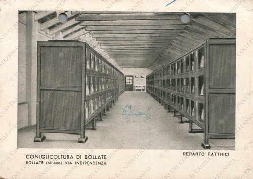 1942 coniglicoltura bollate - di,