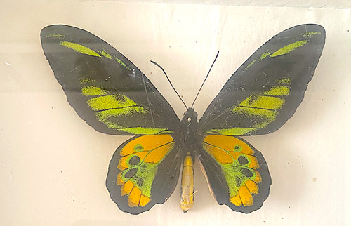 Ornithoptera rotschildi pair - ornithoptera,