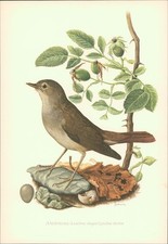 Stampa artistica - stampa,