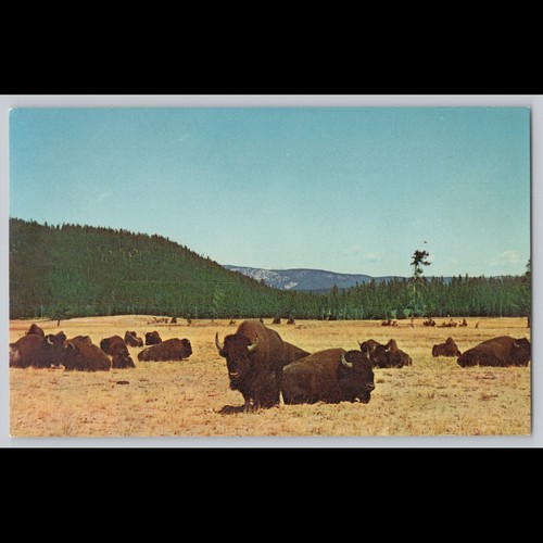 Cartolina mandria bisonti - di,