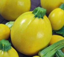 Semi di Zucchine One Ball -