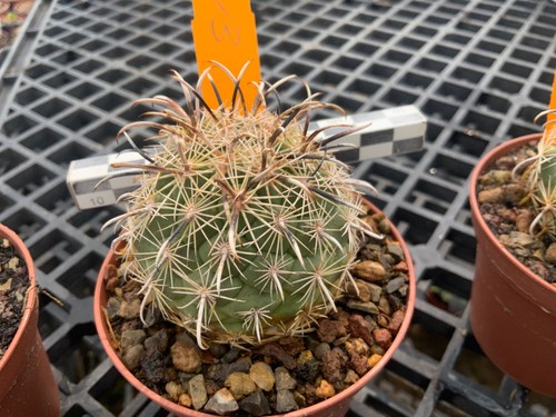 413 coryphantha kracikii - 413,