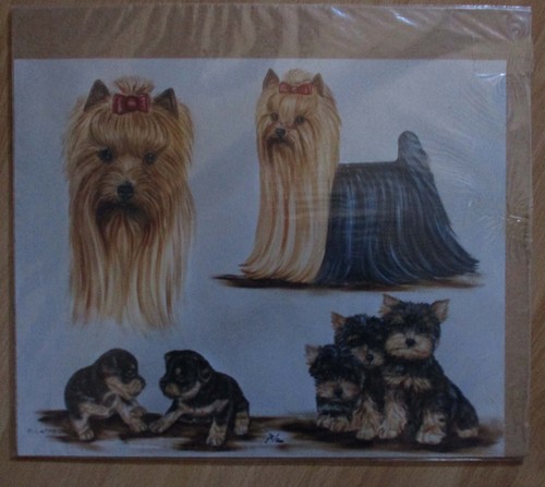 Yorkshire terrier study - yorkshire,