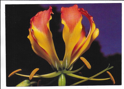 Canale radio qsl sudafrica - canale,
