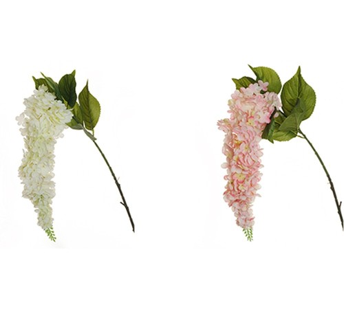 Ortensia paniculata sospesa - paniculata,