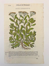 MATTIOLI Xilografia 1500 Botanica Erbario Piante "SESELI ETHIOPICO II"