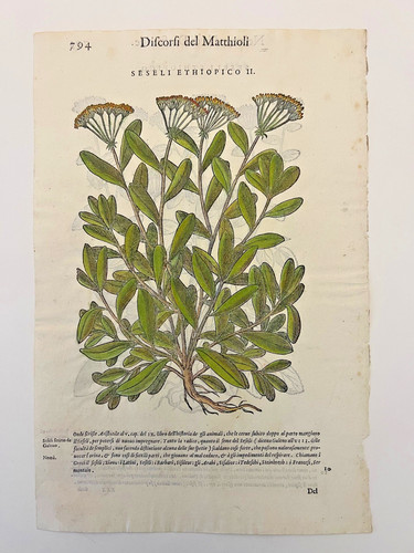 Mattioli xilografia 1500 - mattioli,