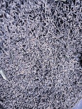 Lavanda 2023 fiori essiccati