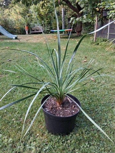Giglio palma yucca - di,