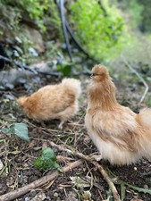 Uova Fertili, feconde di