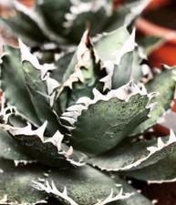 Agave titanota cv SHARK SHOUI 4-8cm